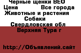 Черные щенки ВЕО › Цена ­ 5 000 - Все города Животные и растения » Собаки   . Свердловская обл.,Верхняя Тура г.